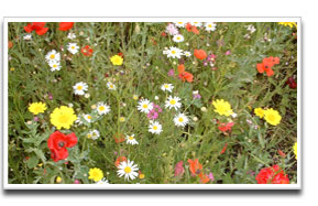 image for Wildflower Grass Seed mix 