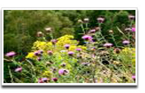 image for Wildflower Grass Seed mix 